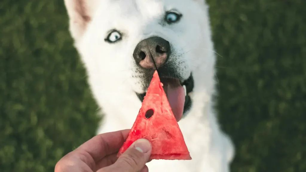 Paws & Protection: How to Keep Your Dog Safe During Florida’s Heat