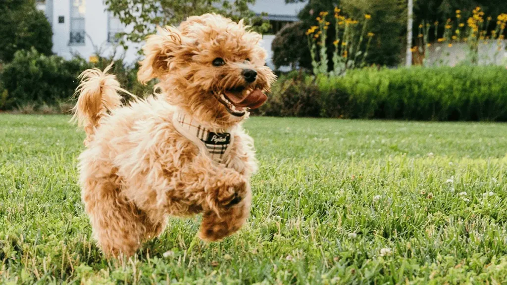 New Puppy? Here’s the Scoop on Poop!
